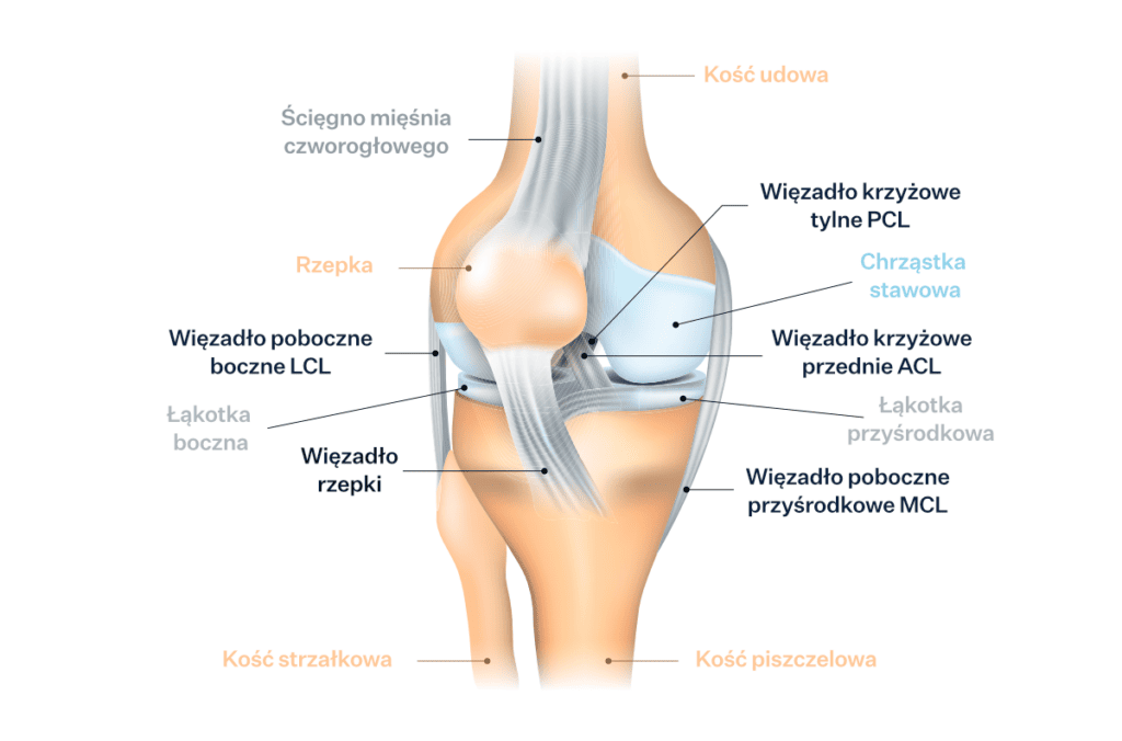 Jak zbudowane jest kolano? Budowa anatomiczna kolana (stawu kolanowego)