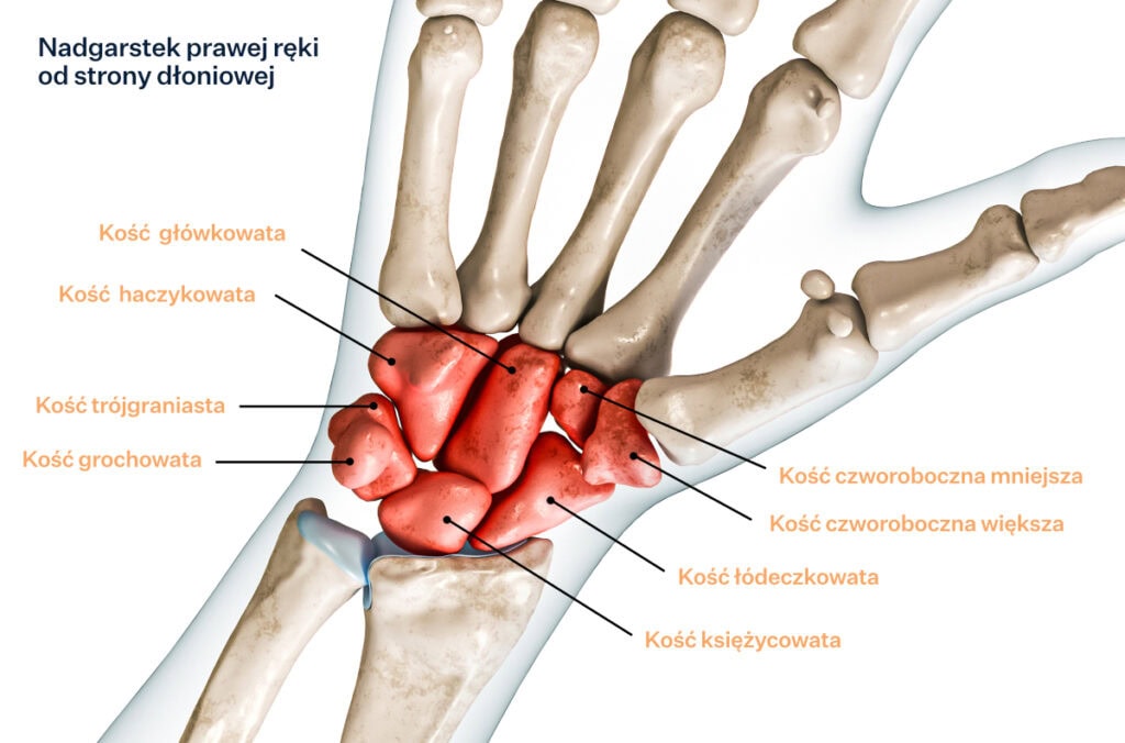 Budowa nadgarstka